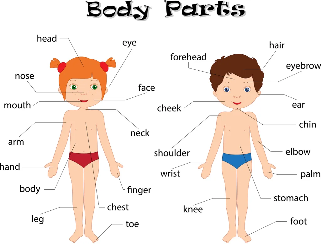Body parts in English